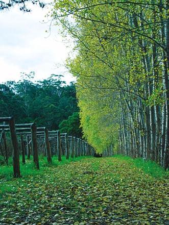 Hawke Brook Chalets Pemberton Dış mekan fotoğraf